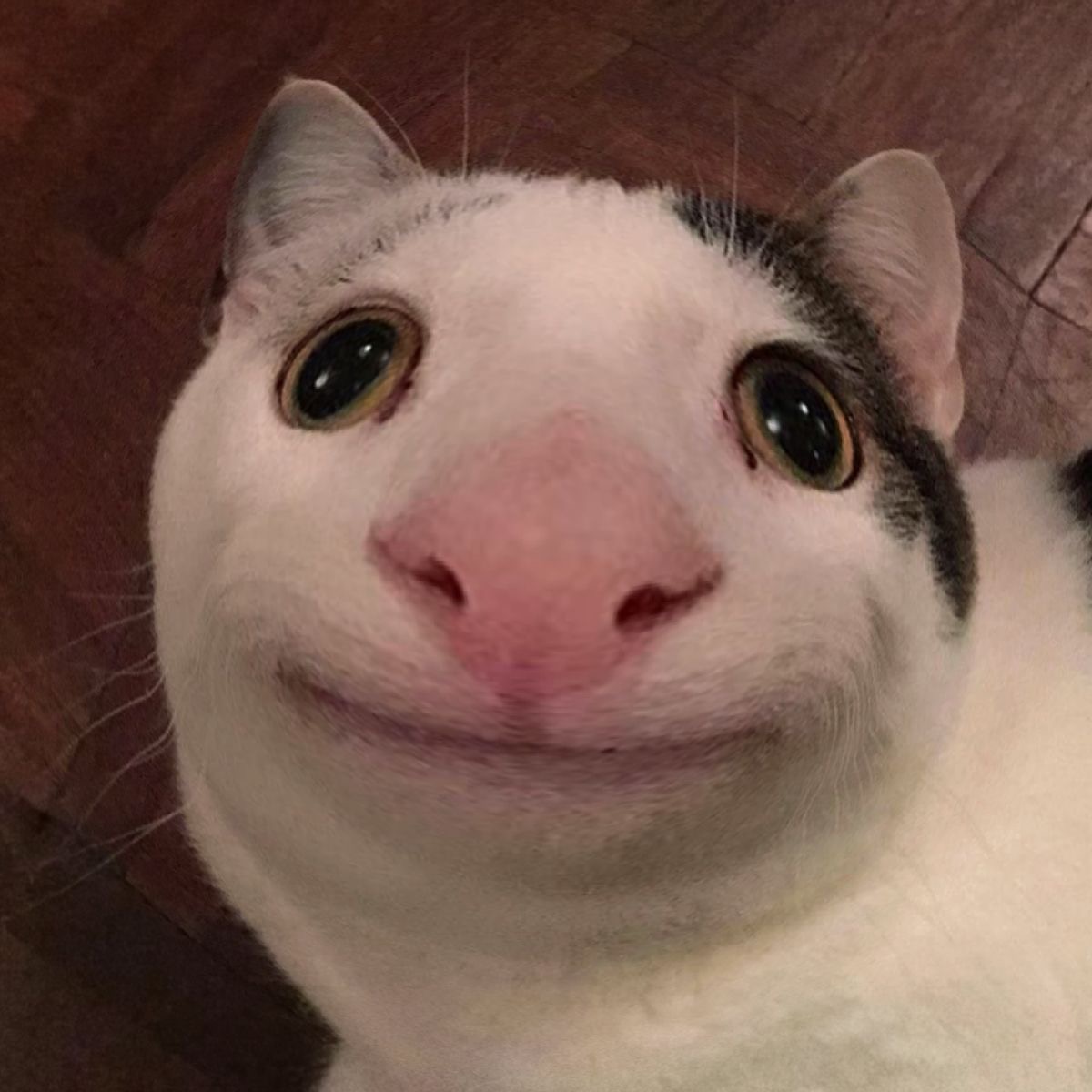 QuoVuo2X