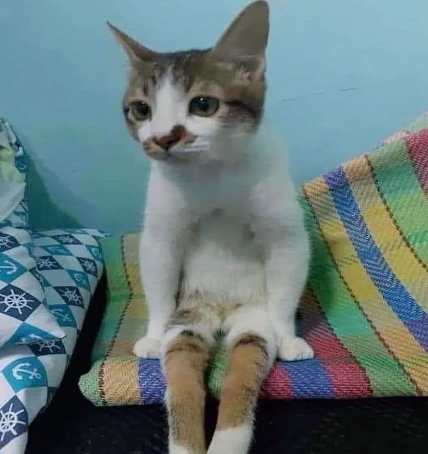 Cháu Chào Cô Chú Ạ Con Mới Sang Chơi